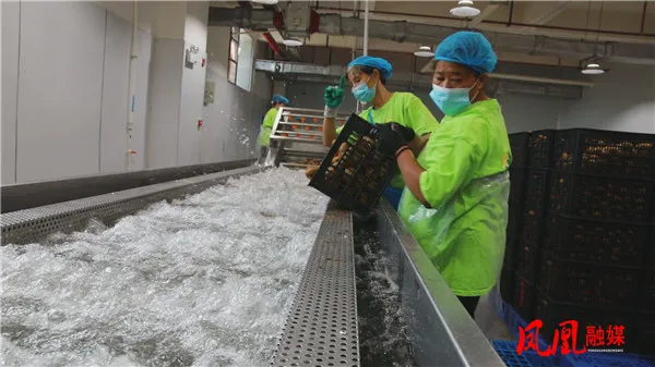 凤凰：120秒 鲜果变果浆 猕猴桃加工正当时